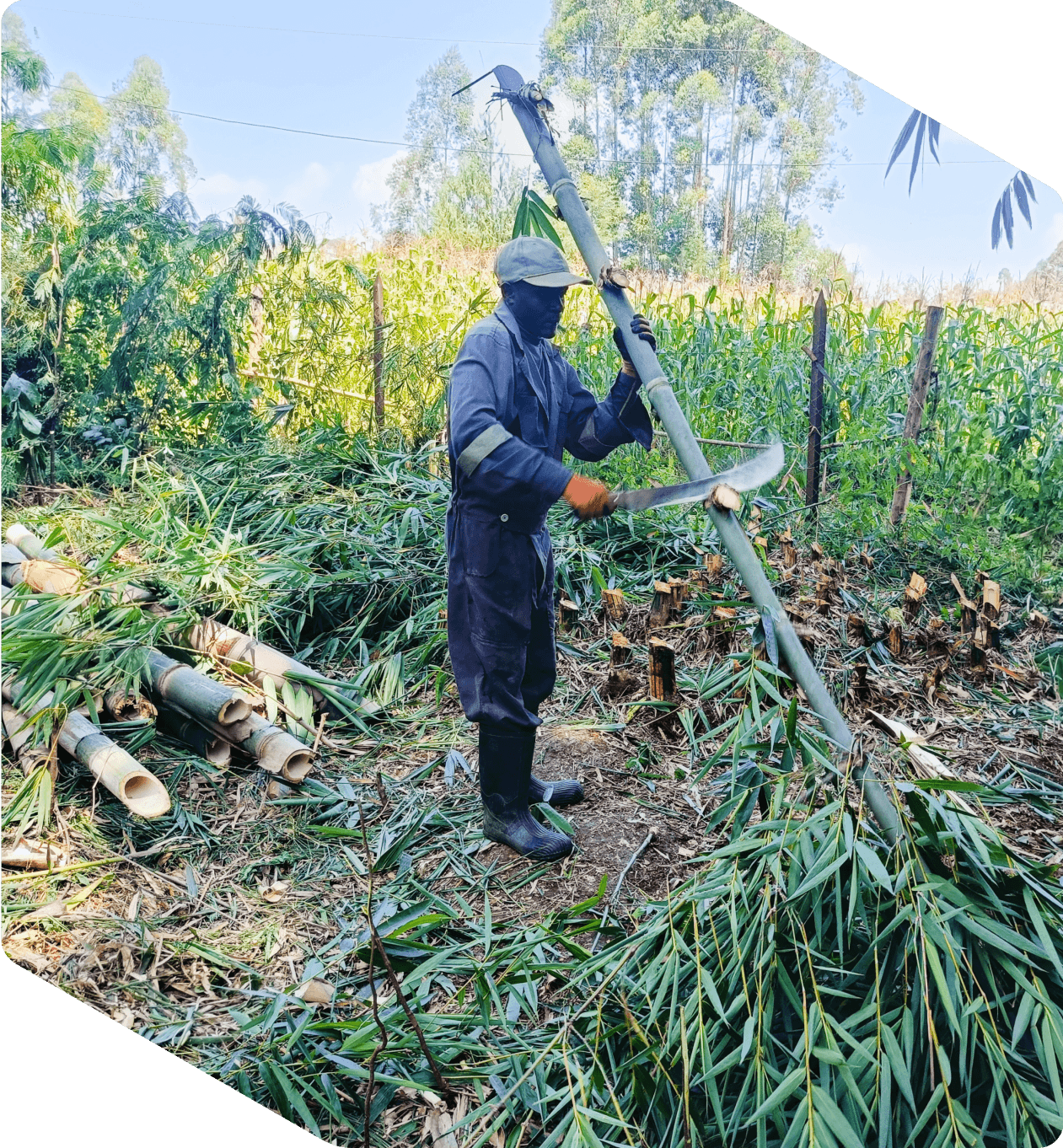 Biochar farmers